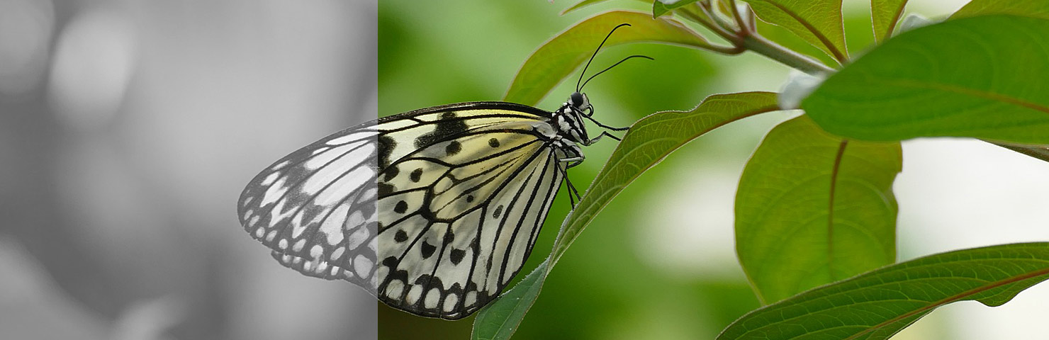 In Reflexion beginnt deine innere Weisheit zu sprechen