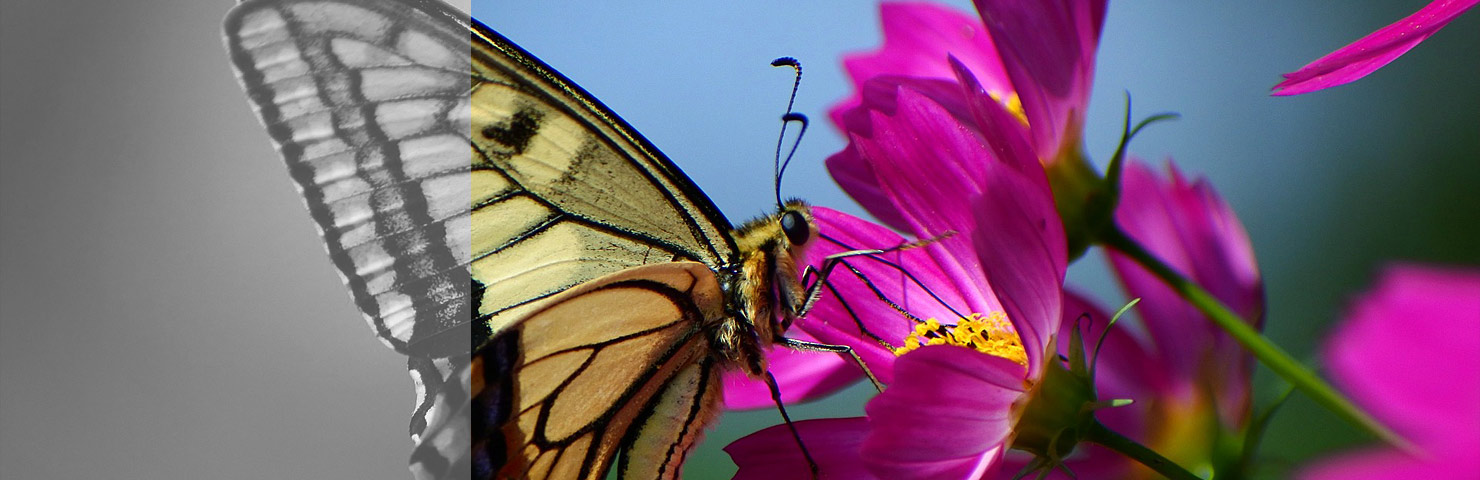 Transformation durch Bewusstsein